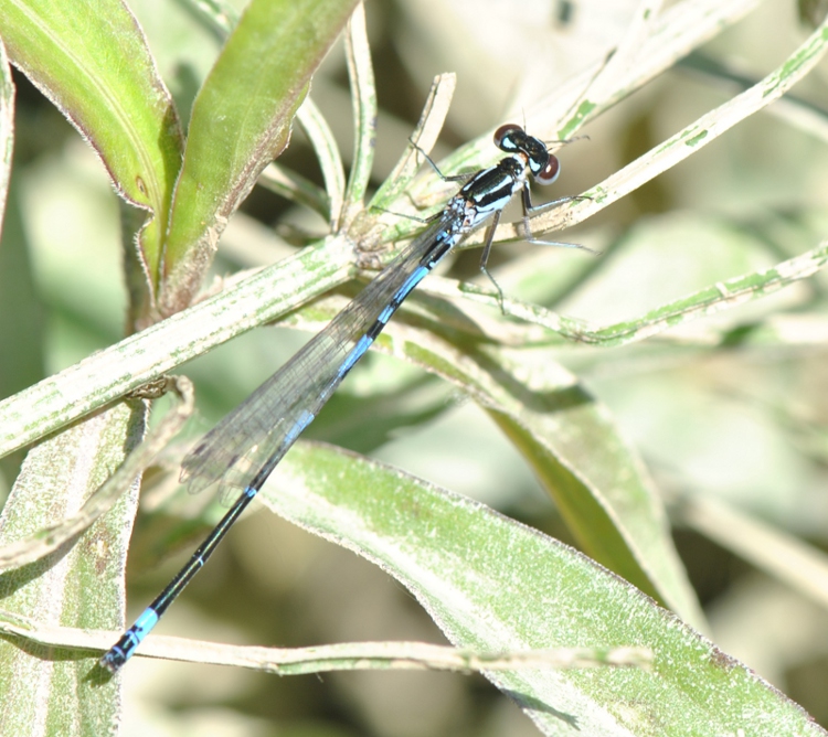 Con chi ho a che fare? Coenagrion pulchellum